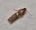 Cassia Webworm Moth - Hodges#5704 - photo 4