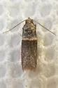 Cassia Webworm Moth - Hodges#5704 - photo 5