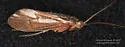 Anabolia bimaculata