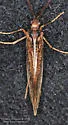 Anabolia bimaculata - photo 2