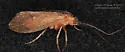 Anabolia bimaculata - photo 3