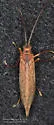 Anabolia bimaculata - photo 4