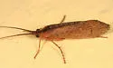 Anabolia consocia