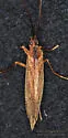 Anabolia consocia - photo 3
