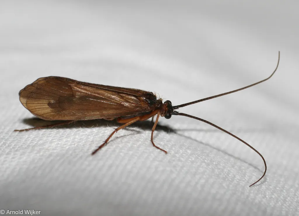 brown sedge - photo 2
