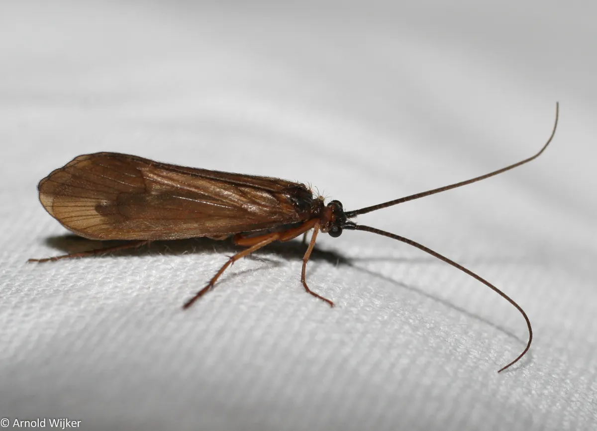 brown sedge - photo 3