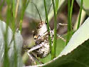 Long-legged Anabrus - photo 2