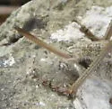 Long-legged Anabrus - photo 4