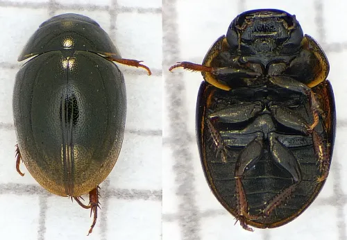 Anacaena globulus