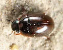 Anacaena limbata - photo 4