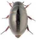 Anacaena lutescens