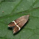 Anacampsis agrimoniella - Hodges#2230
