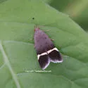 Anacampsis agrimoniella - Hodges#2230 - photo 2