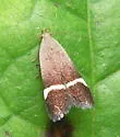 Anacampsis agrimoniella - Hodges#2230 - photo 3