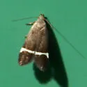 Anacampsis agrimoniella - Hodges#2230 - photo 4