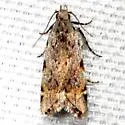 Anacampsis argyrothamniella - Hodges#2231