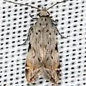 Anacampsis argyrothamniella - Hodges#2231 - photo 2