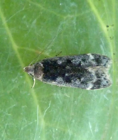 Anacampsis blattariella