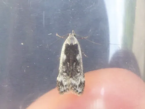 Anacampsis blattariella - photo 2