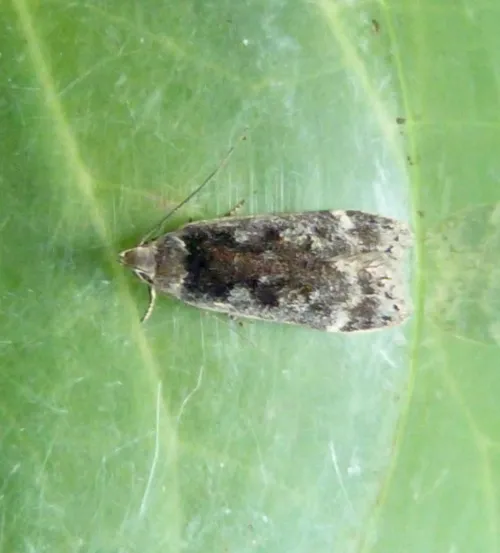 Anacampsis blattariella - photo 3