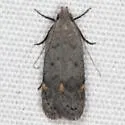 Anacampsis comparanda - Hodges#2232 - Anacampsis comparanda