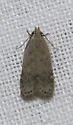 Anacampsis comparanda - Hodges#2232 - photo 3