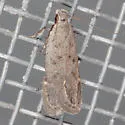 Anacampsis comparanda - Hodges#2232 - photo 4