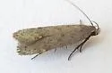 Anacampsis comparanda - Hodges#2232 - photo 5