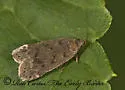 Anacampsis consonella - Hodges#2233.1