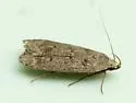 Anacampsis consonella - Hodges#2233.1 - photo 2