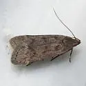Anacampsis consonella - Hodges#2233.1 - photo 3