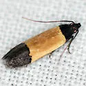 Coverdale's Anacampsis - Hodges#2234