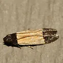Coverdale's Anacampsis - Hodges#2234 - photo 2