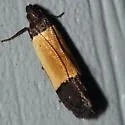 Coverdale's Anacampsis - Hodges#2234 - photo 3