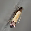 Coverdale's Anacampsis - Hodges#2234 - photo 4
