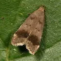 Anacampsis fragariella - Hodges#2235