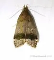 Anacampsis fragariella - Hodges#2235 - photo 5