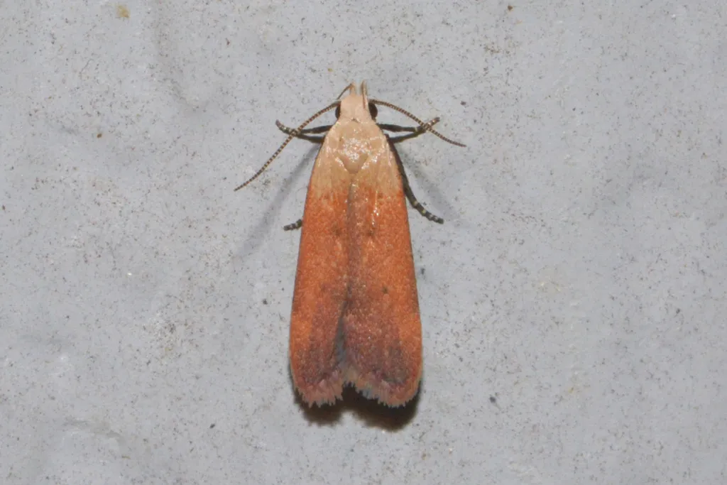 Anacampsis fullonella - Hodges#2236 - photo 2