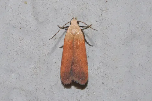 Anacampsis fullonella - Hodges#2236 - photo 3
