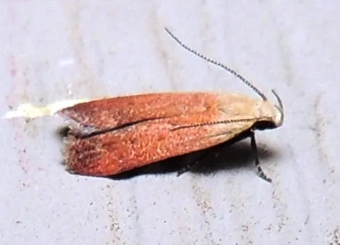 Anacampsis fullonella - Hodges#2236 - photo 4
