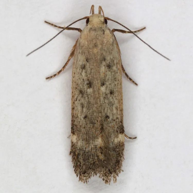Anacampsis lacteusochrella - Hodges#2239 - photo 2