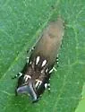 Anacampsis levipedella - Hodges#2241
