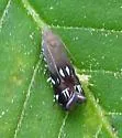 Anacampsis levipedella - Hodges#2241 - photo 2