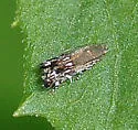 Anacampsis levipedella - Hodges#2241 - photo 3
