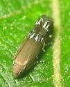 Anacampsis levipedella - Hodges#2241 - photo 4