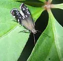 Anacampsis levipedella - Hodges#2241 - photo 5