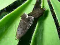Anacampsis lupinella - Hodges#2242
