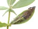 Anacampsis lupinella - Hodges#2242 - photo 4