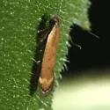 Anacampsis n-sp-five - Anacampsis n-sp-five