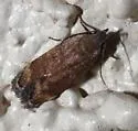Anacampsis n-sp-five - photo 2